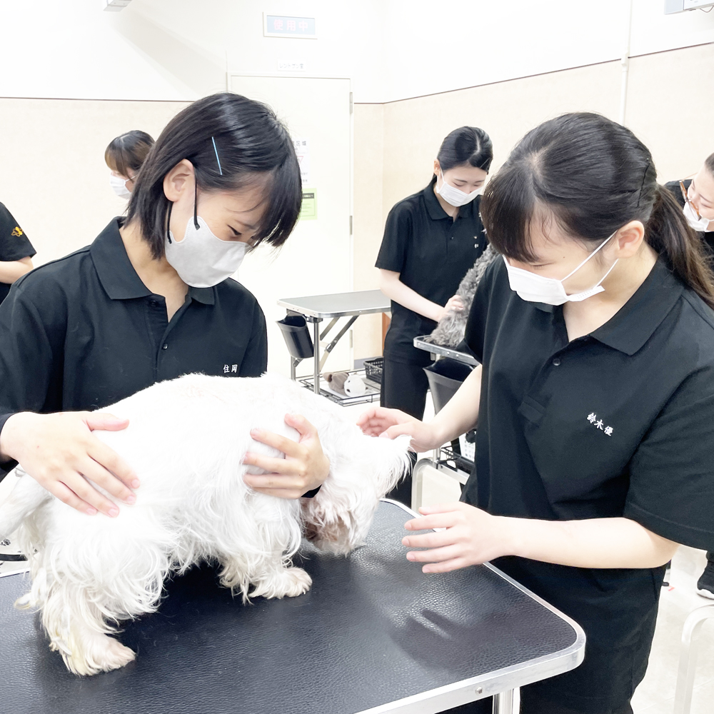 1年生の保定実習